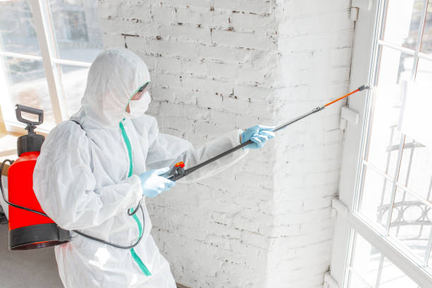 Mold Odor Removal Services in Sausalito, CA